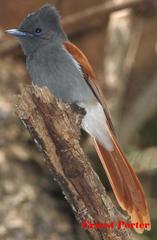 Terpsiphone viridis plumbeiceps