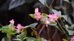 Begonia cucullata