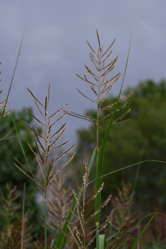 Image of Big Cordgrass (Sporobolus cynosuroides) by (c) Bonnie Semmling, some rights reserved (CC BY)