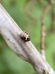 Clastoptera octonotata