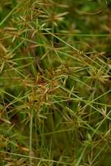 Cyperus filicinus