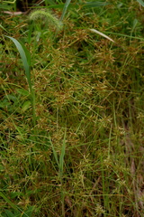 Cyperus filicinus