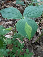 Trillium grandiflorum