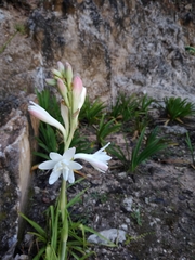 Polianthes tuberosa