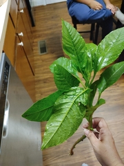 Phytolacca americana