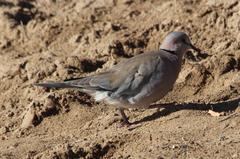 Streptopelia capicola damarensis