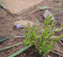 Polygala gerrardii