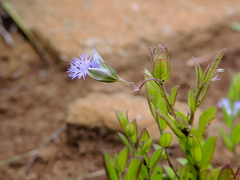 Polygala gerrardii