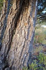 Cussonia paniculata sinuata