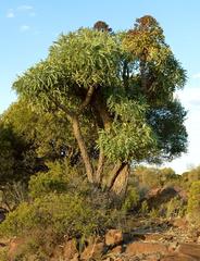 Cussonia paniculata sinuata