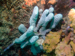 Holopsamma laminaefavosa