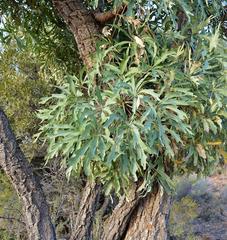 Cussonia paniculata sinuata