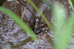 Pelophylax porosus
