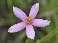 Chironia palustris palustris