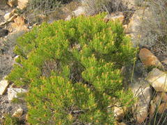 Paranomus esterhuyseniae