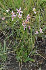 Chironia palustris palustris