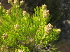 Paranomus esterhuyseniae