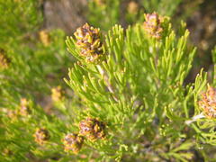 Paranomus esterhuyseniae