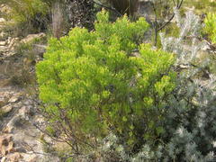 Paranomus esterhuyseniae