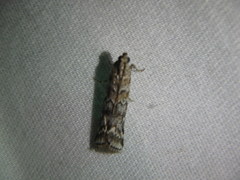 Ortholepis pasadamia