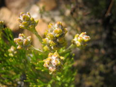 Paranomus esterhuyseniae