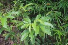 Melicope pteleifolia