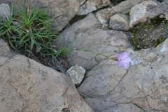 Dianthus basuticus