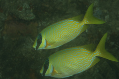 Siganus puellus