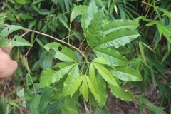 Melicope pteleifolia