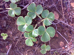 Oxalis truncatula