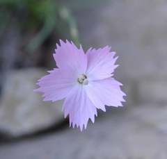 Dianthus basuticus