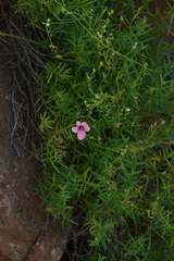Diascia integerrima