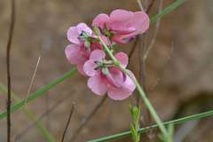 Diascia integerrima
