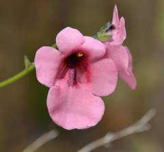 Diascia integerrima