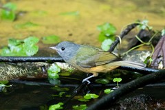 Mionectes rufiventris