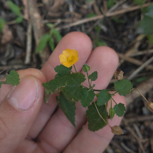 velvetleaf Indian mallow (Pseudabutilon stuckertii)