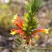 Erica abietina aurantiaca - Photo (c) carinalochner, algunos derechos reservados (CC BY-NC)