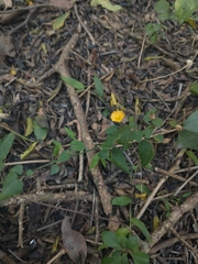 Pseudabutilon pedunculatum