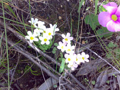 Oxalis punctata