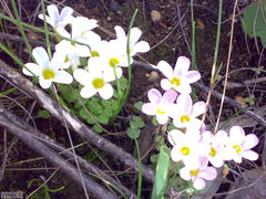 Oxalis punctata