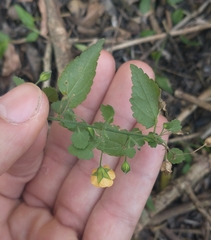 Pseudabutilon pedunculatum