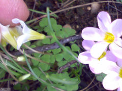 Oxalis punctata