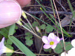 Oxalis punctata