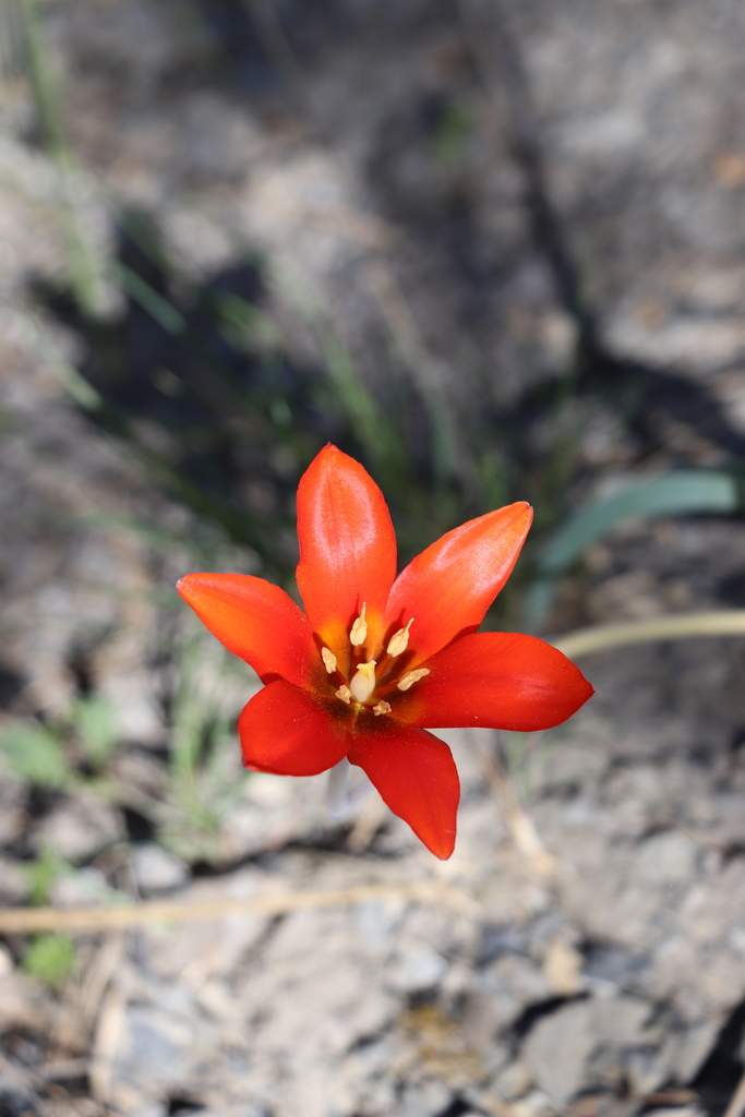 Tulipa butkovii