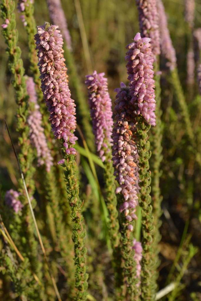 Foxtail Heath