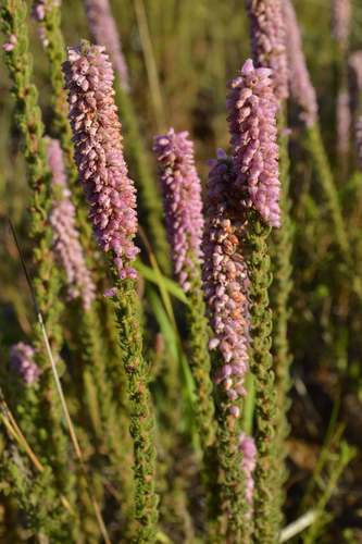 Erica alopecurus Harv.