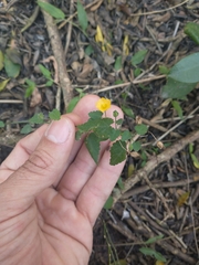 Pseudabutilon pedunculatum