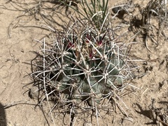 Sclerocactus cloverae