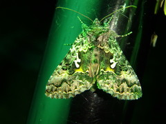 Syngrapha octoscripta