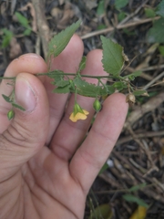 Pseudabutilon pedunculatum